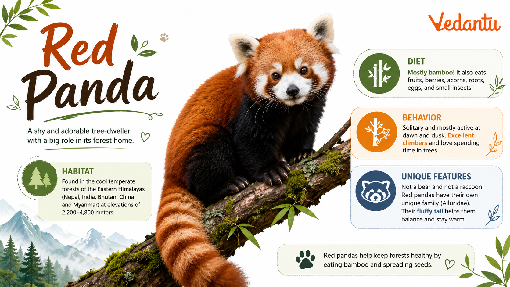 Red Panda