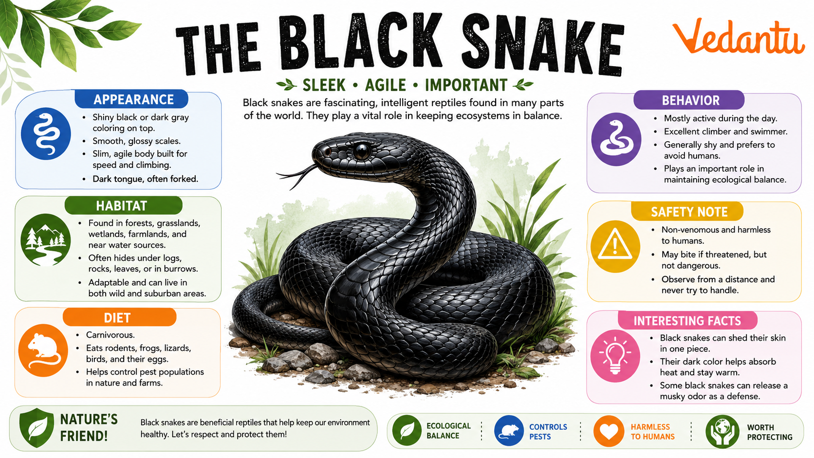 Black Snake