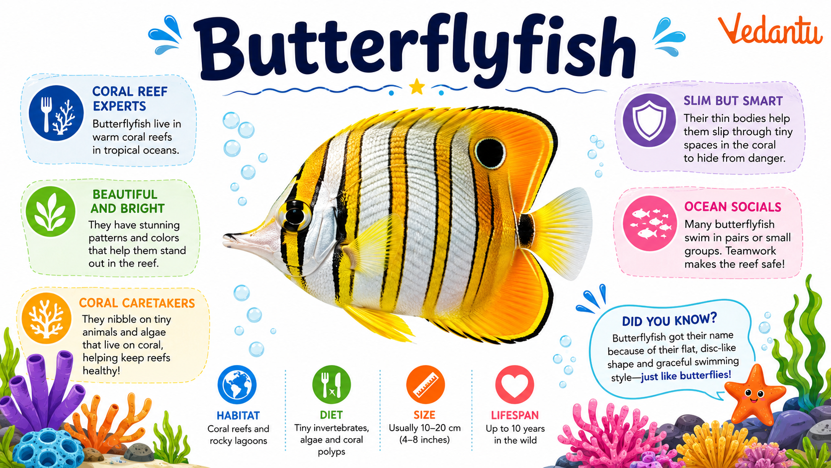 Butterflyfish swimming near coral reef