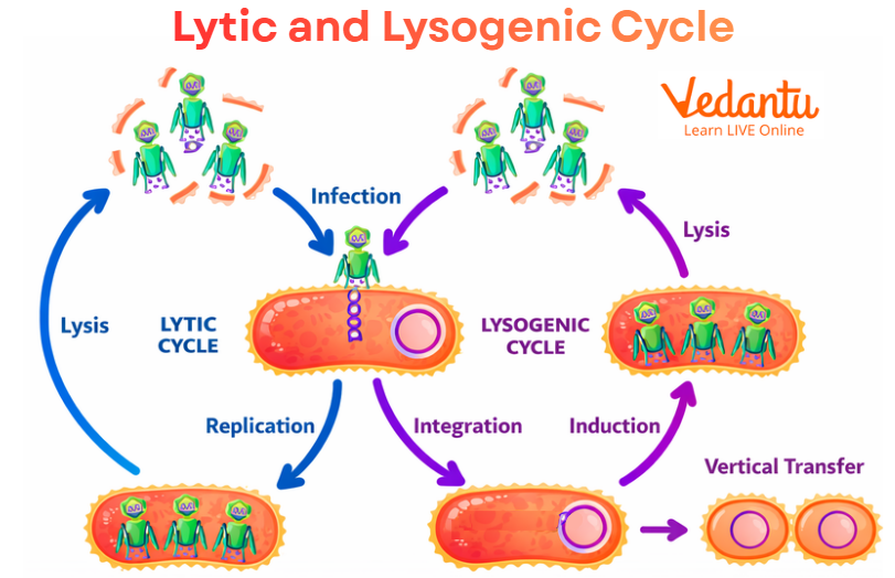 Lytic and Lysogenic Cycle