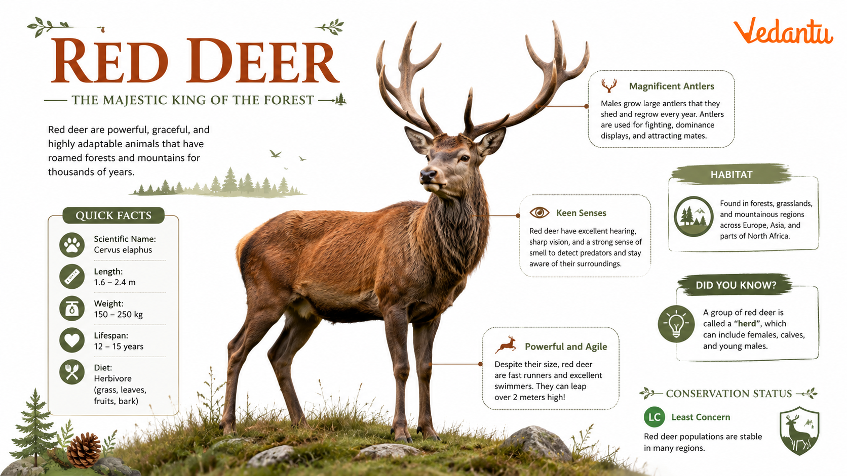 Red Deer