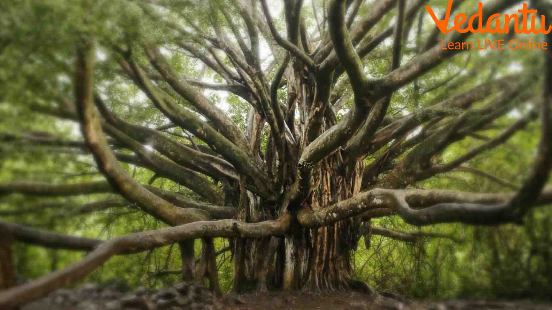 A mother tree in the forest