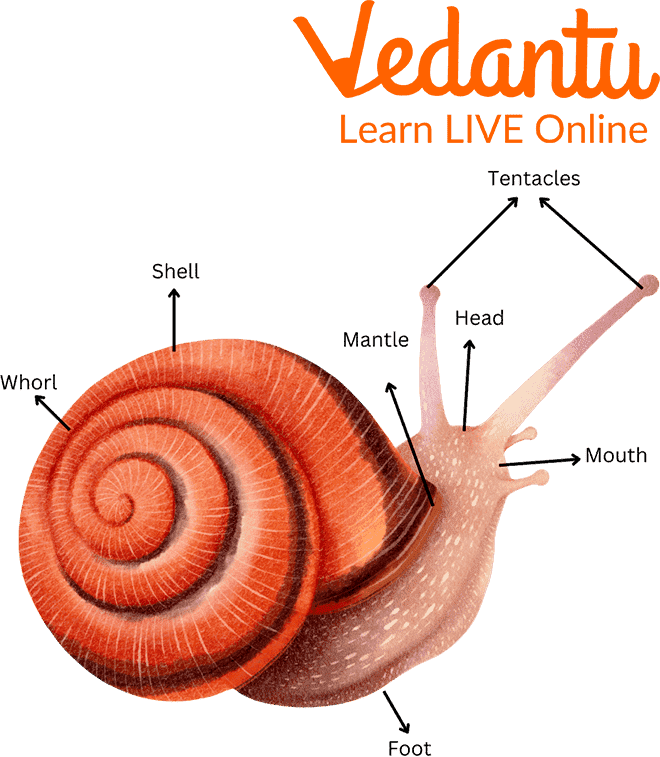 Appearance of Snail