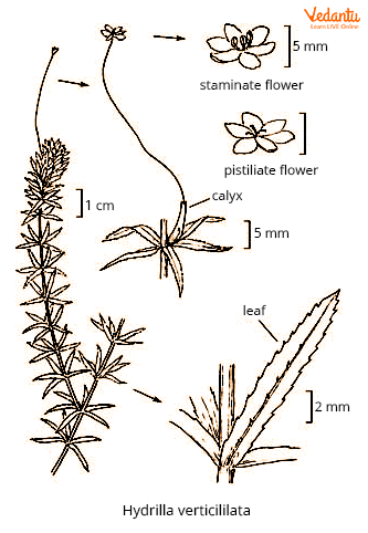 Hydrilla plant