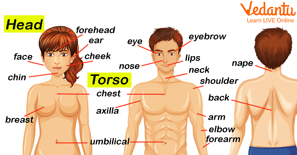 Illustrating the torso of a human body