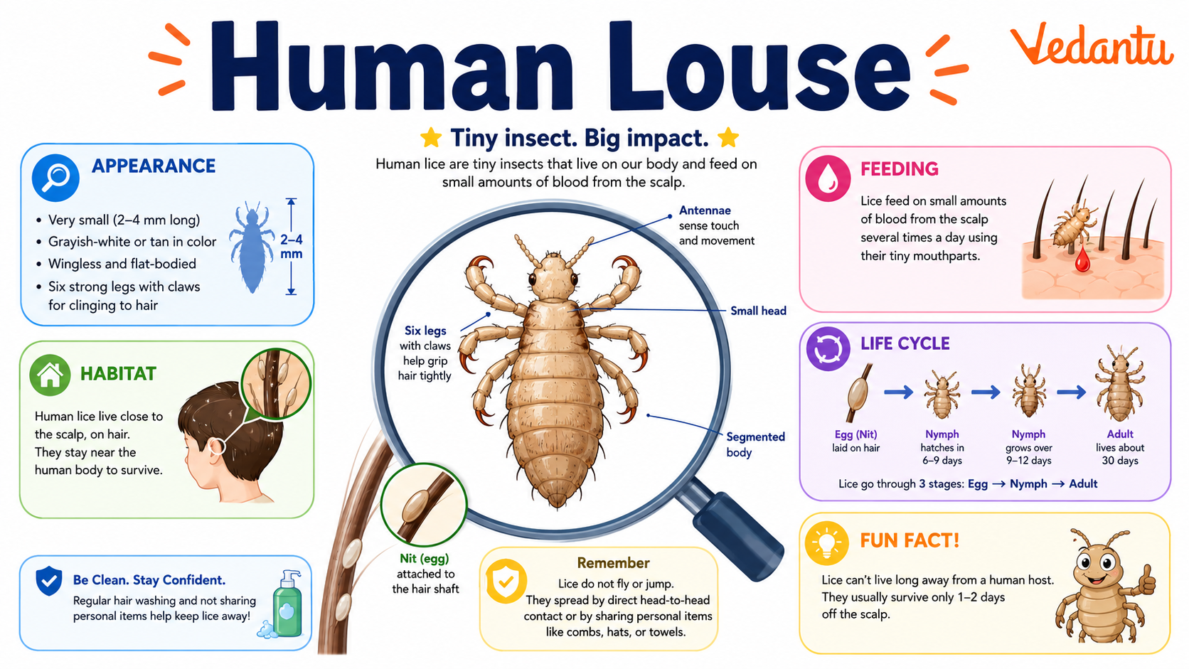 Human Louse