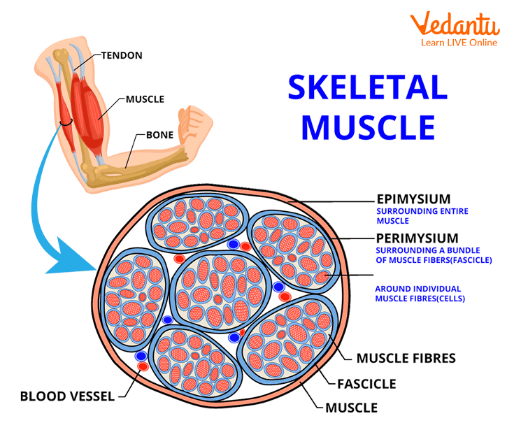 Showing Skeletal muscle: Muscle structure