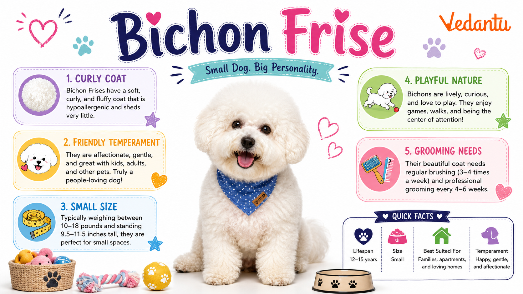 Bichon Frise dog with fluffy white coat