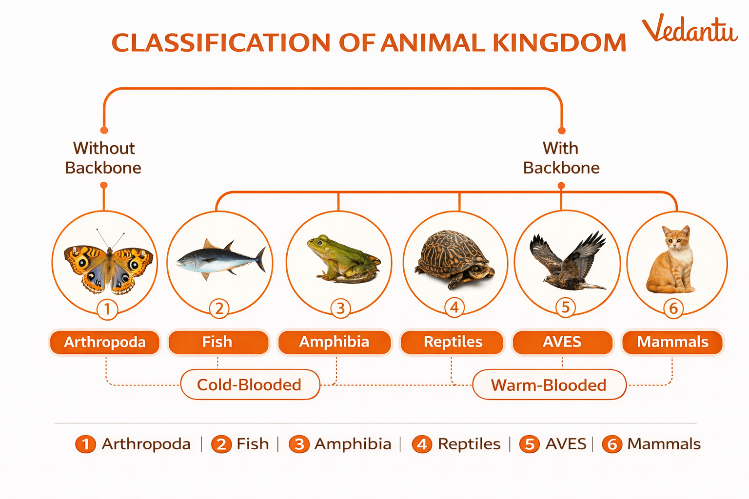 Animal Kingdom Classification