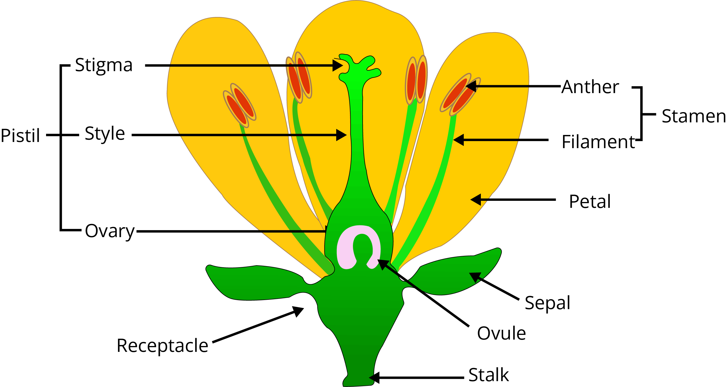 Different Parts of the Flower