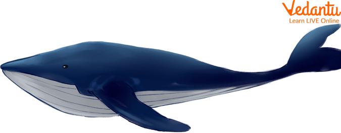 Blue Whale