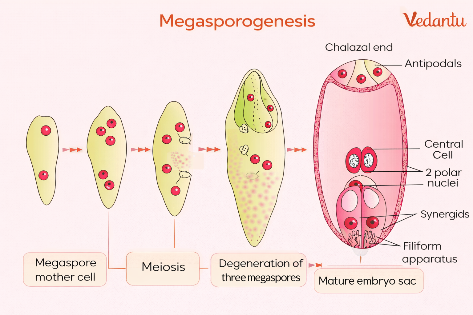 Megasporogenesis