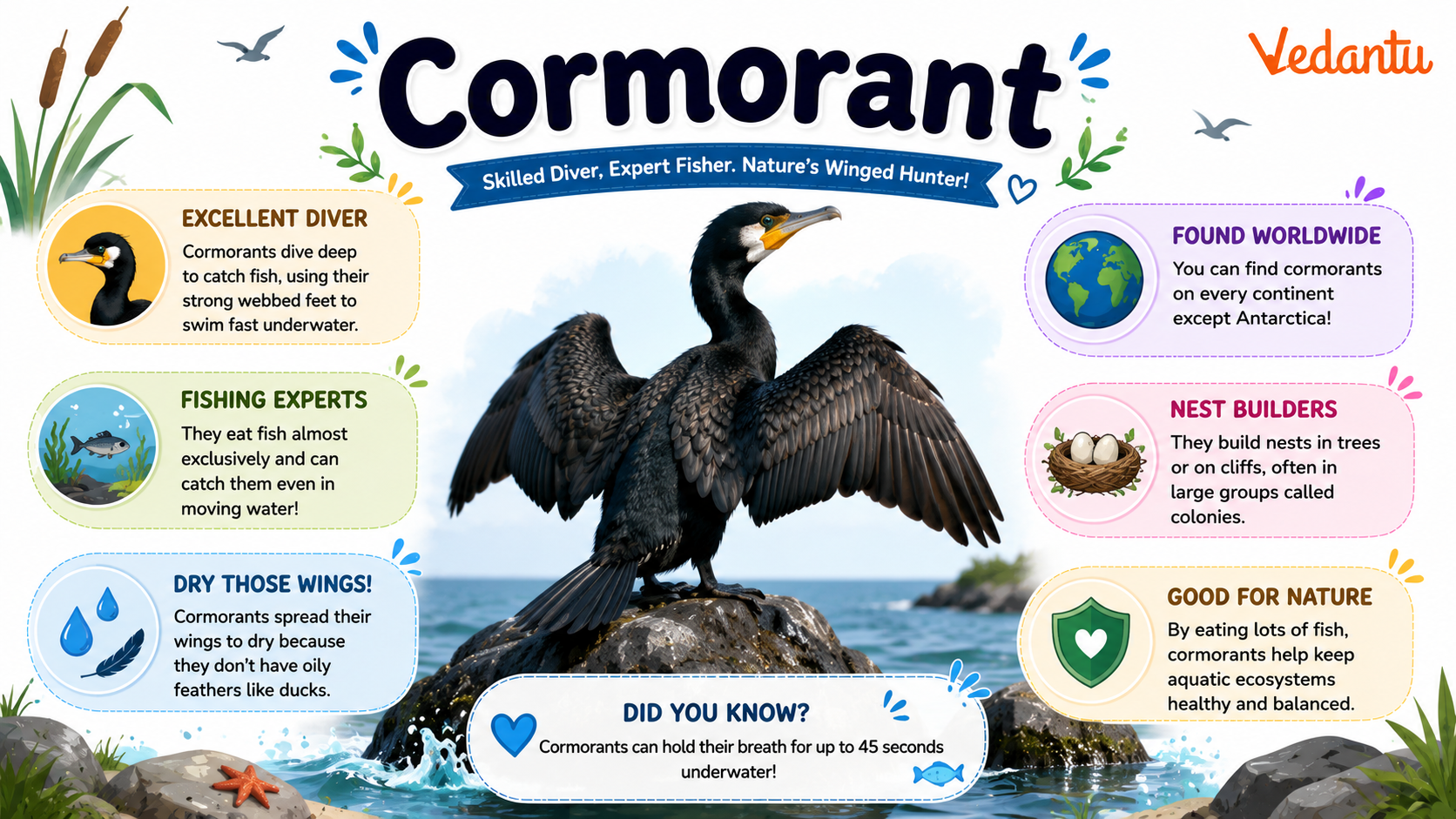 Cormorant bird spreading its wings near water