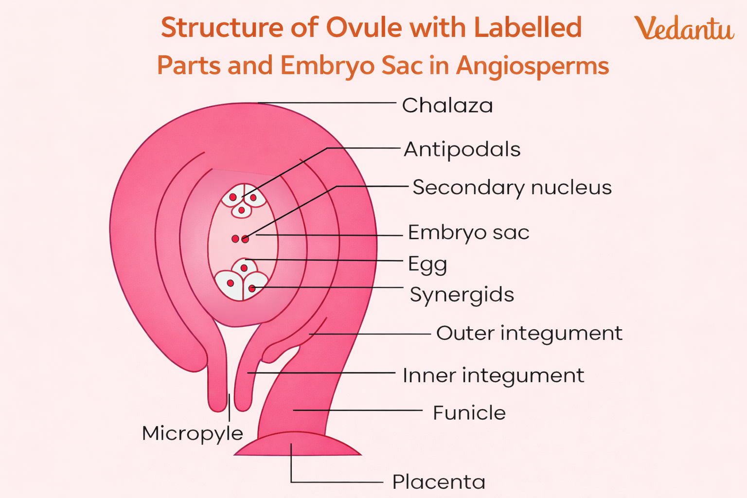 structure of ovule
