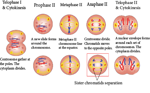 Meiosis II