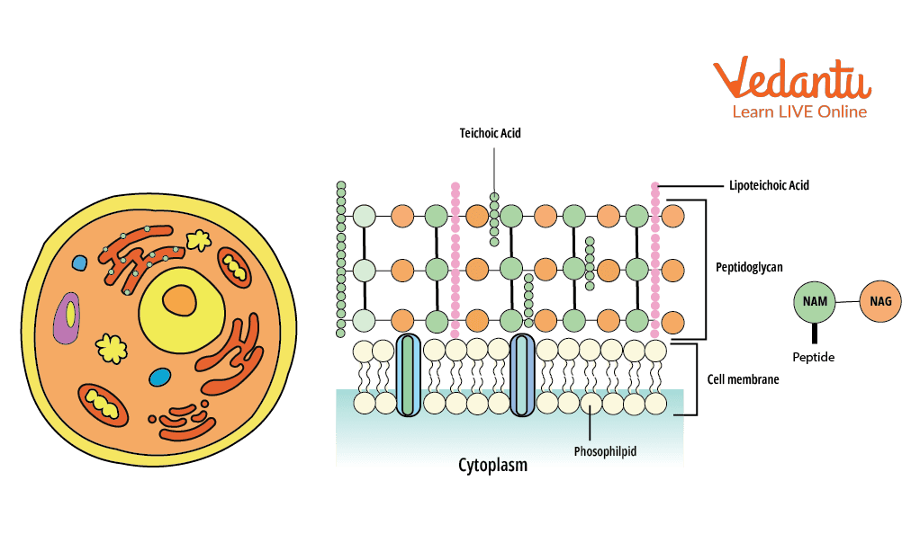 Structure of Gram-positive Cell Wall