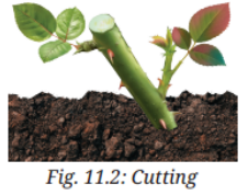 The new plant has the same characters as the parent plant..png