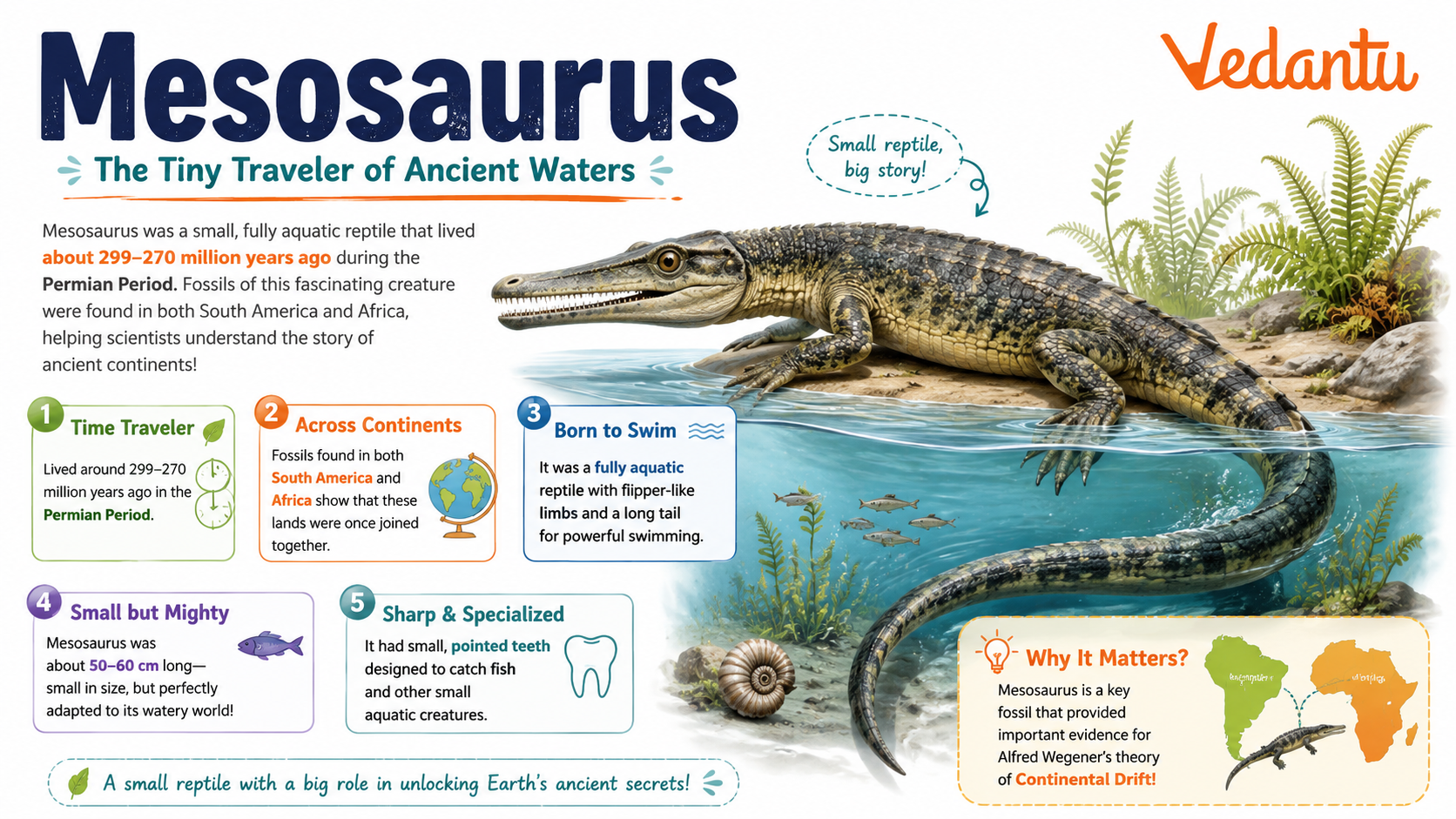 Mesosaurus prehistoric aquatic reptile