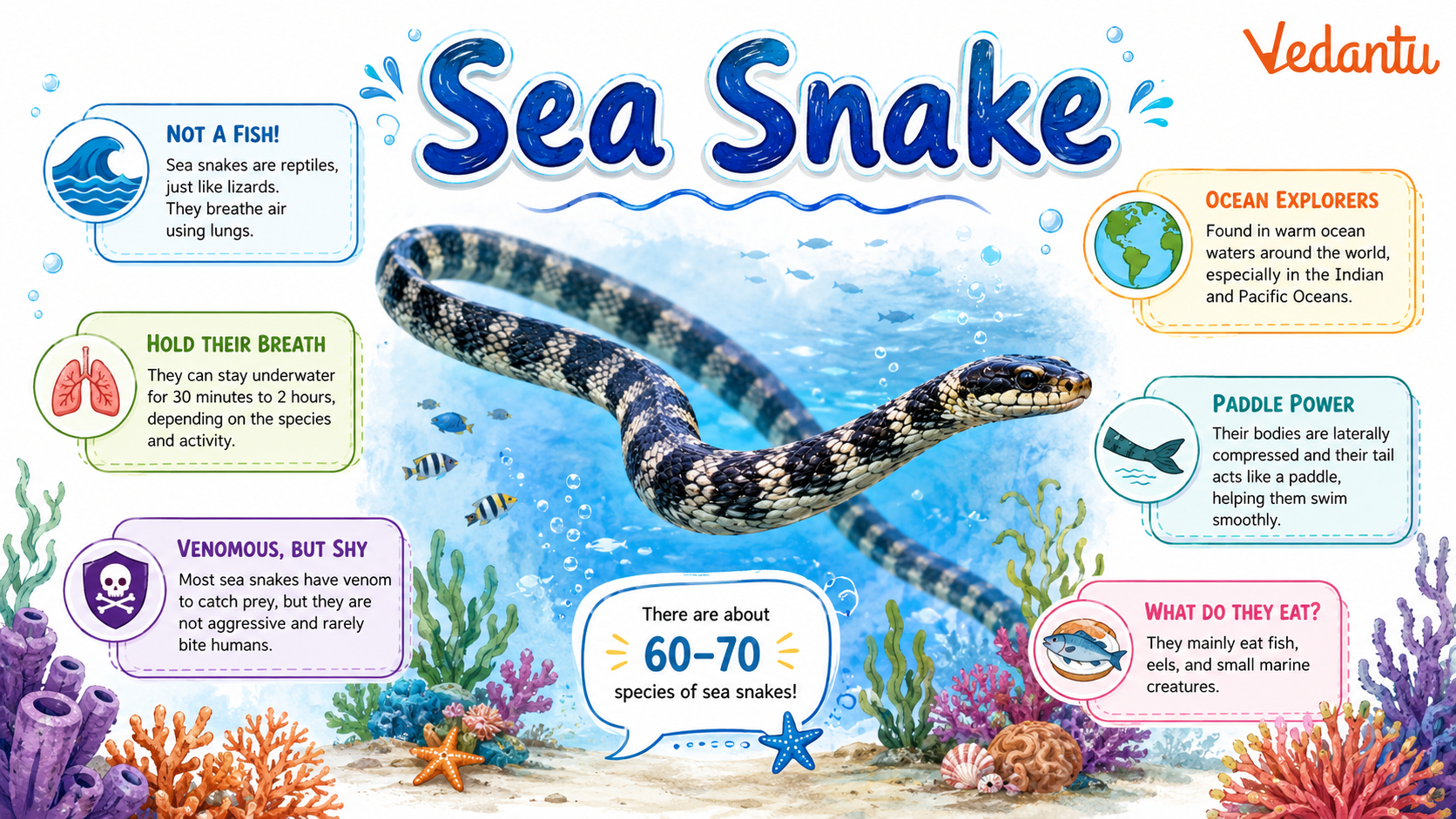 Sea Snake swimming in the ocean
