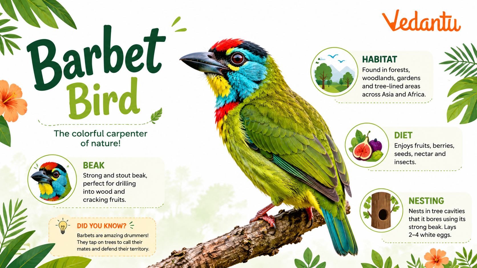 Barbet Bird perched on a tree branch