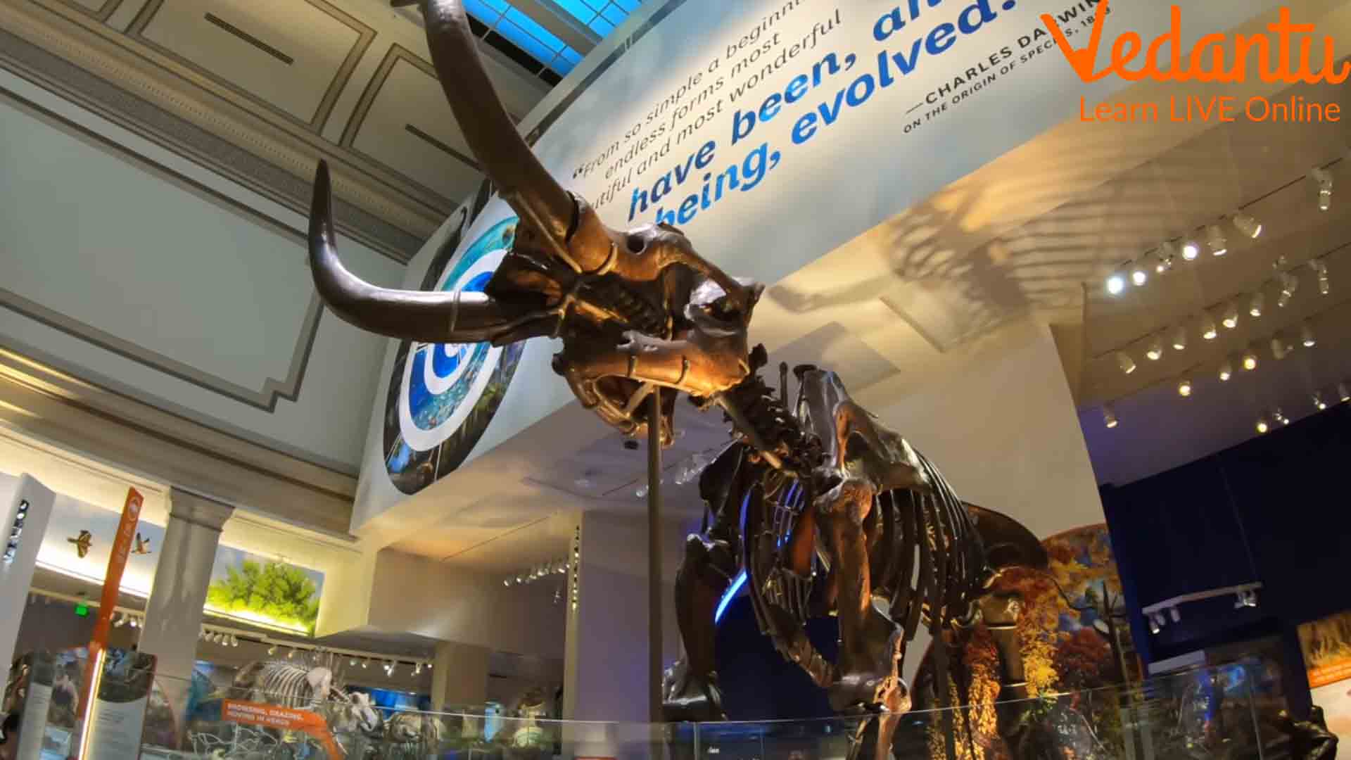 Amazing Facts About Museums