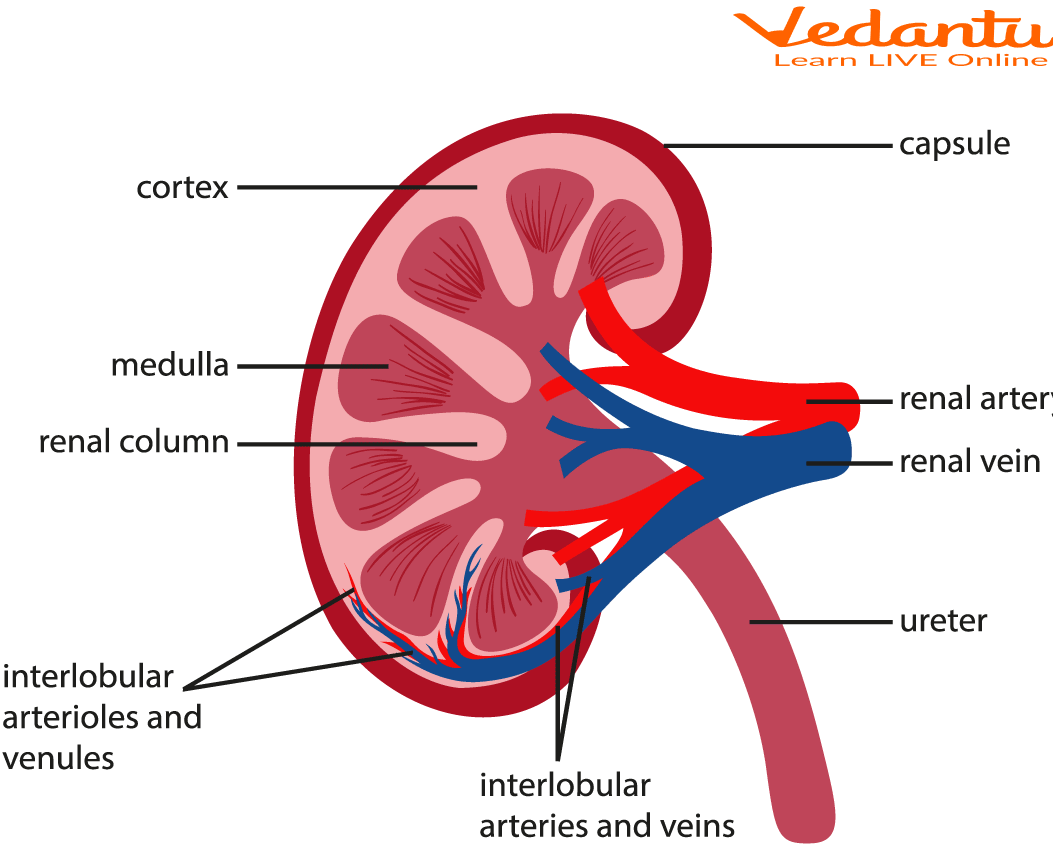 Structure of Kidney