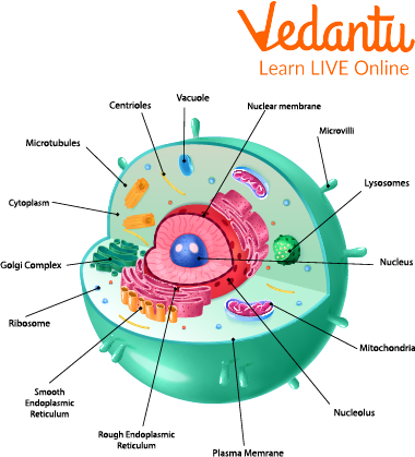Structure of a Nucleus