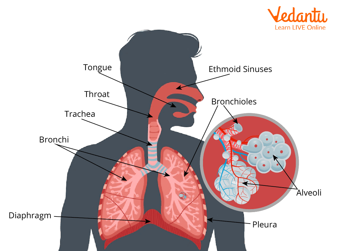 Labelling of Respiratory Parts in Human Body