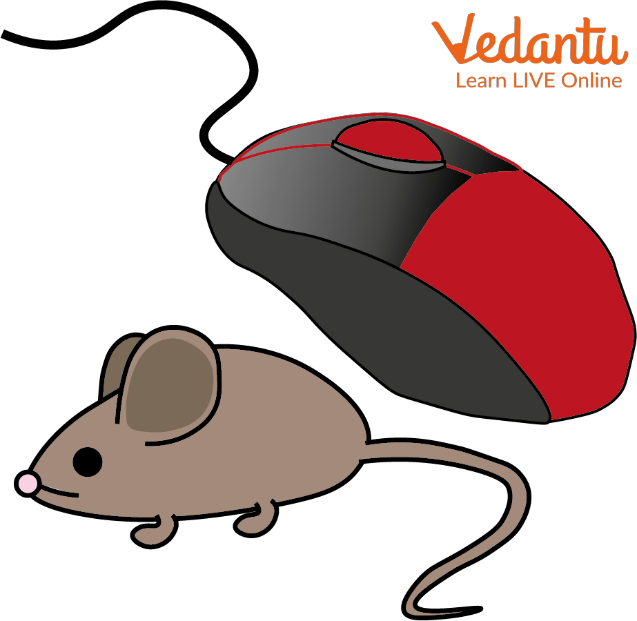 A Computer Mouse