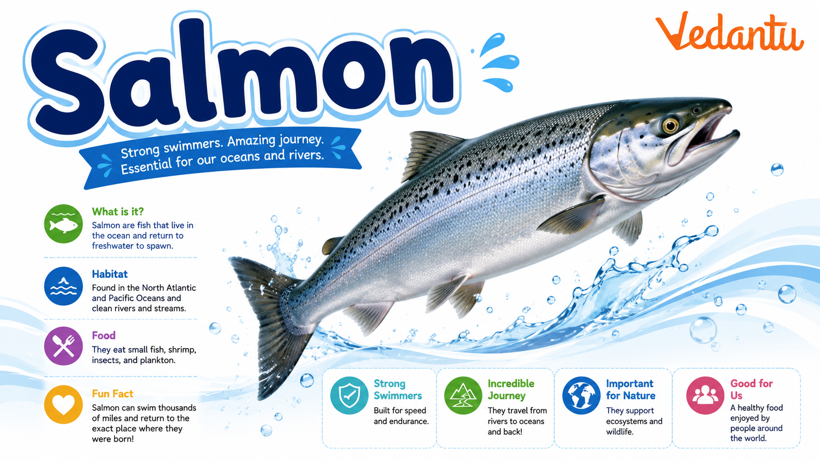 Salmon fish swimming in water