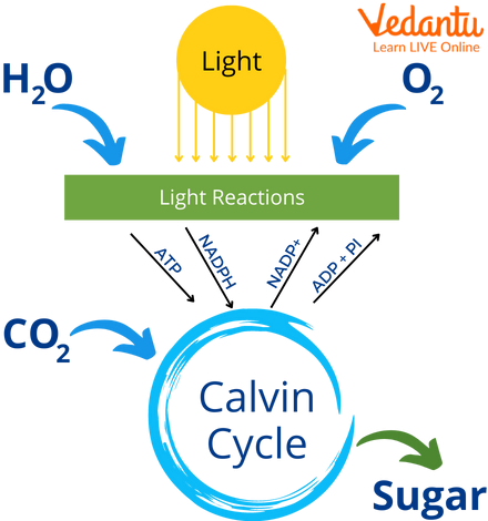 Calvin Cycle