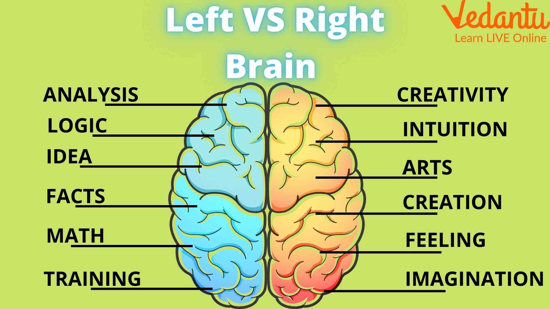 Right and left brain