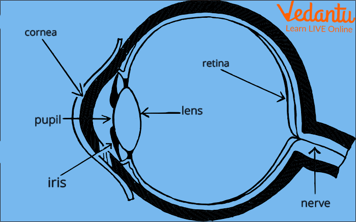 Different Parts of the Eye