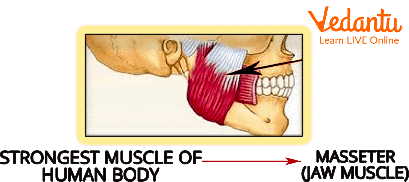 Jaw Muscle