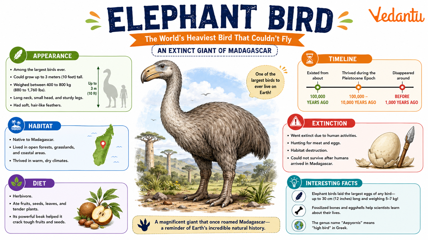 Elephant Bird giant flightless bird from Madagascar