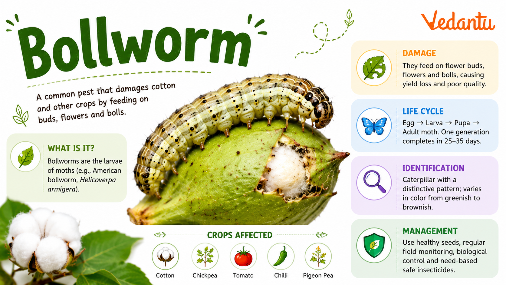 Bollworm caterpillar on cotton plant