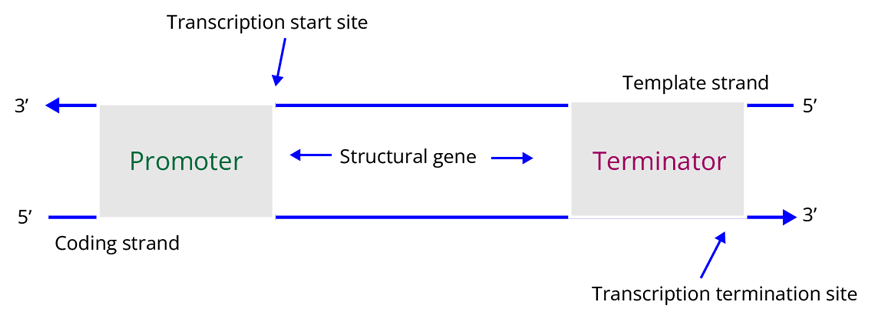 DNA replication fork