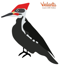 Woodpecker