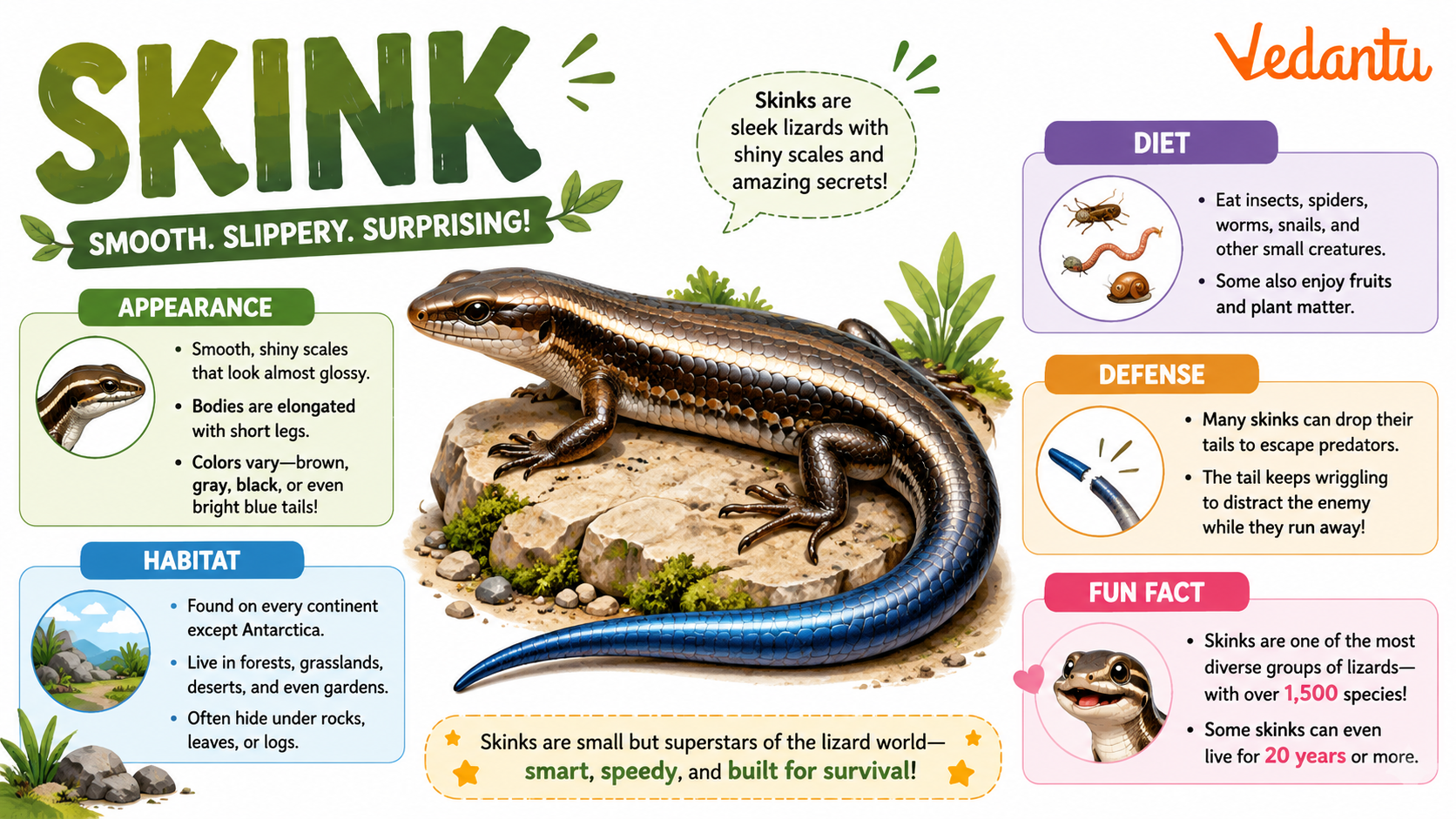 Skink lizard with smooth shiny scales