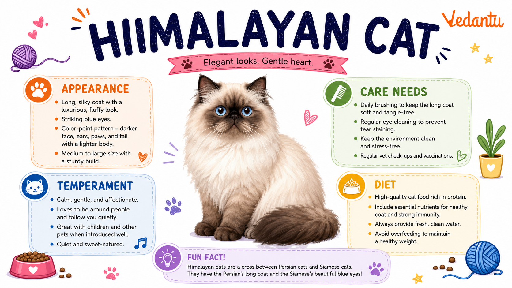 Himalayan Cat with long fluffy fur and blue eyes