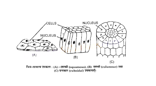 सामान्य उपकला : (A)शल्की , (B) स्तप्भी तथा (C) घनाकार उपकलाएँ