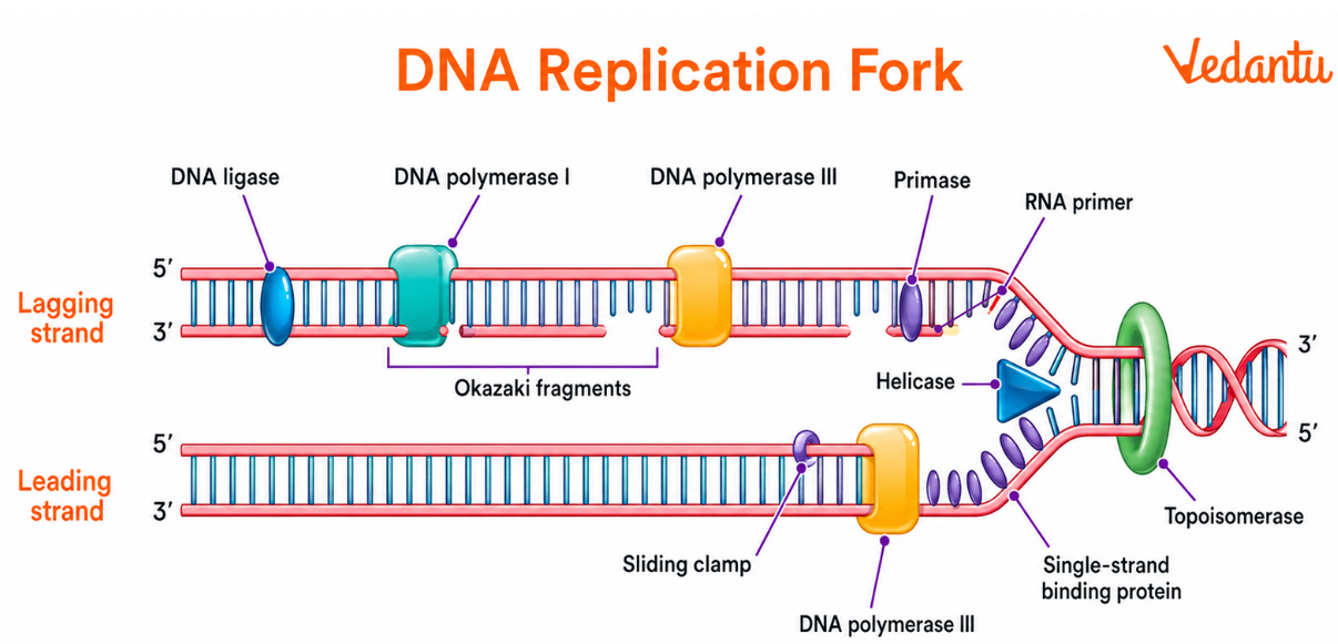 DNA Replication Fork Diagram