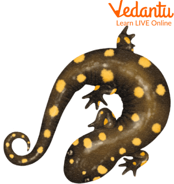 Yellow-spotted Salamander