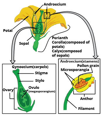 Different parts of Angiosperm plant