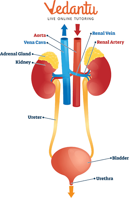 The Excretory System