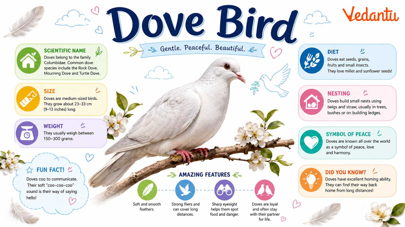 Dove Bird