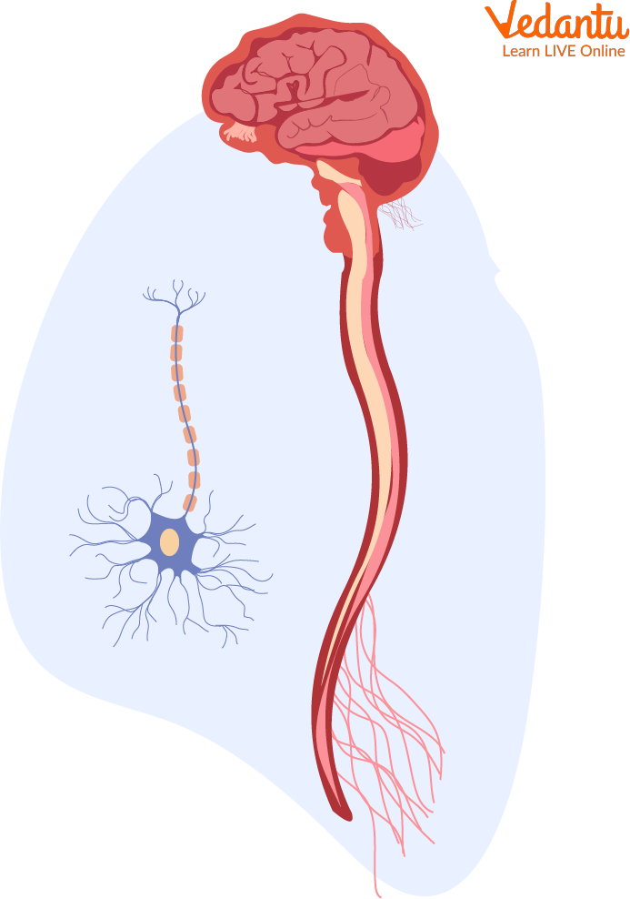 Brain, Spinal Cord, and Nerve Cells
