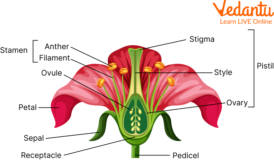 Parts of the Flower