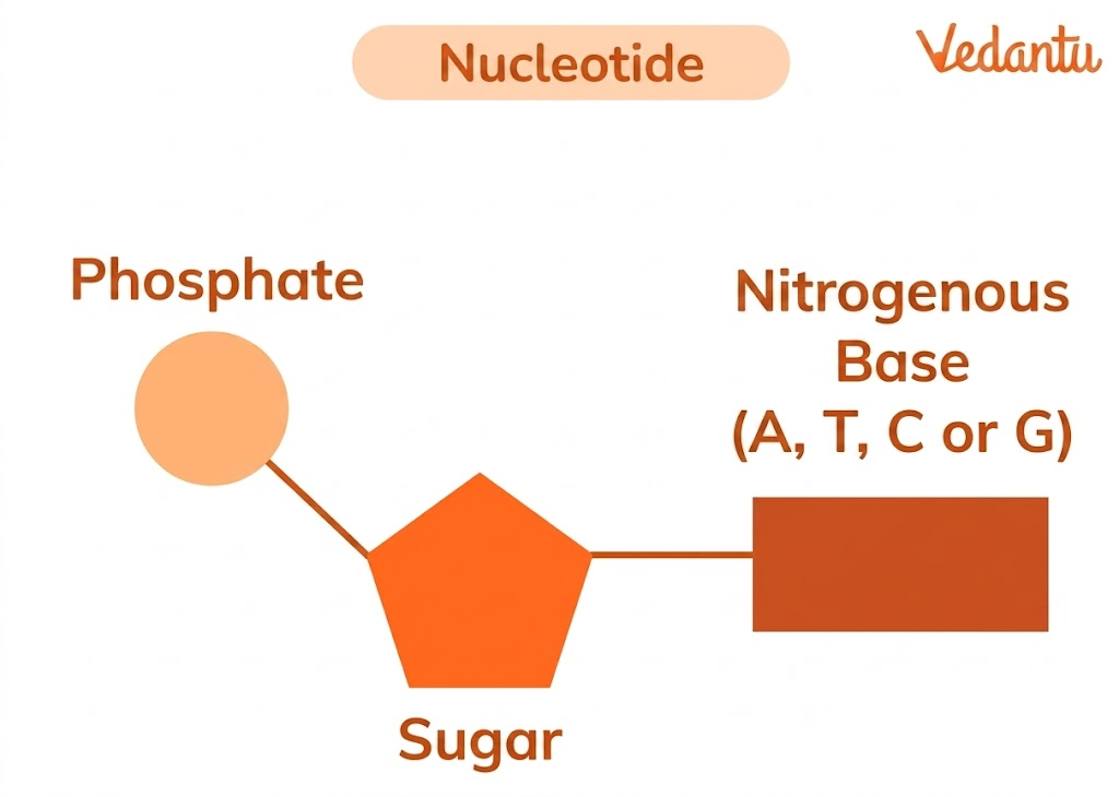 nucleotide diagram