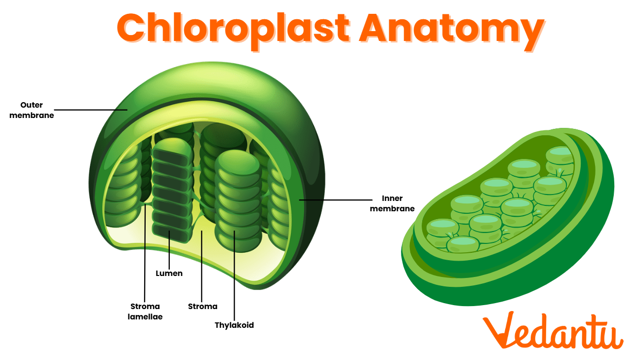Plastids Diagram Drawing